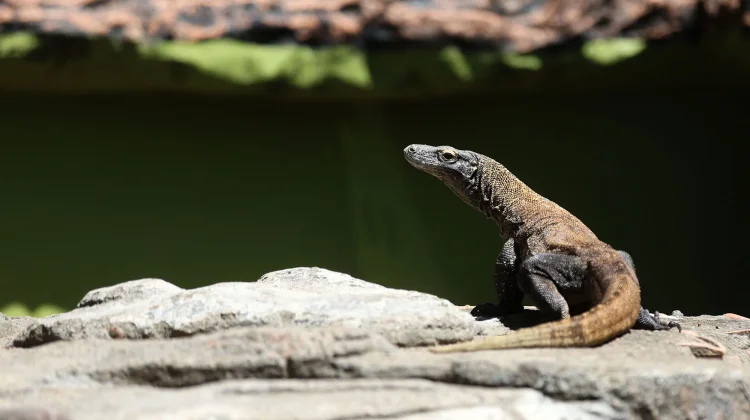 Diplomasi Hijau Indonesia–Jepang, KBS Pinjamkan Komodo untuk Konservasi