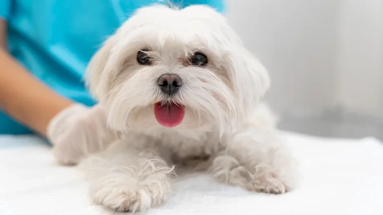 Fakta Unik Anjing Maltese yang Perlu Diketahui