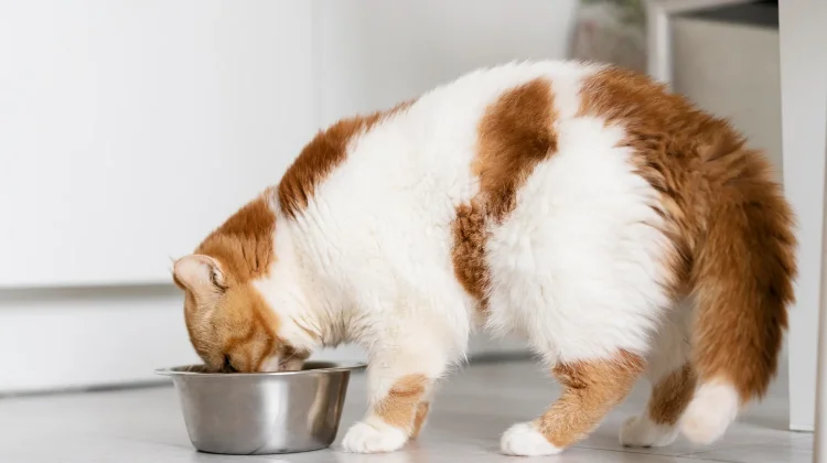 Makanan yang Tidak Seharusnya Dikonsumsi Kucing