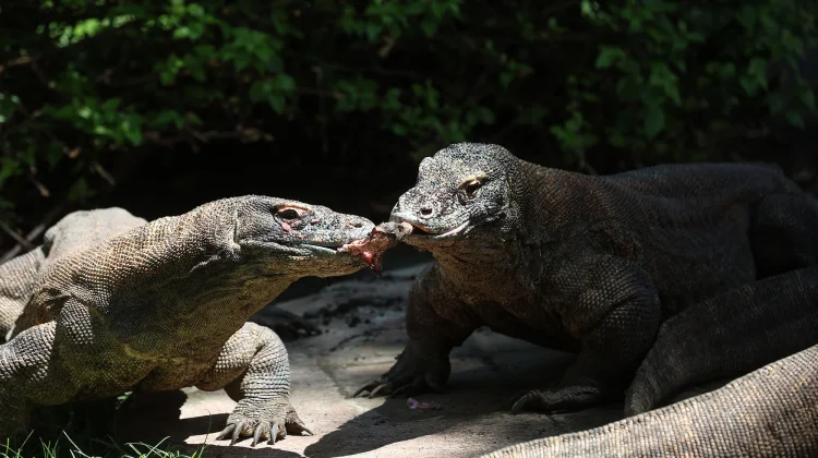 Kebun Binatang Surabaya Sukses Breeding, Koleksi Komodo Tembus 50 Ekor Lebih
