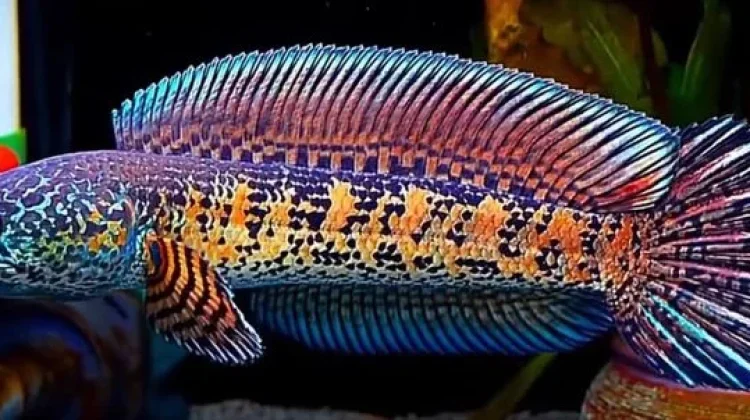 Pesona Channa Auranti: Hobi Memelihara Ikan Hias yang Kian Digemari