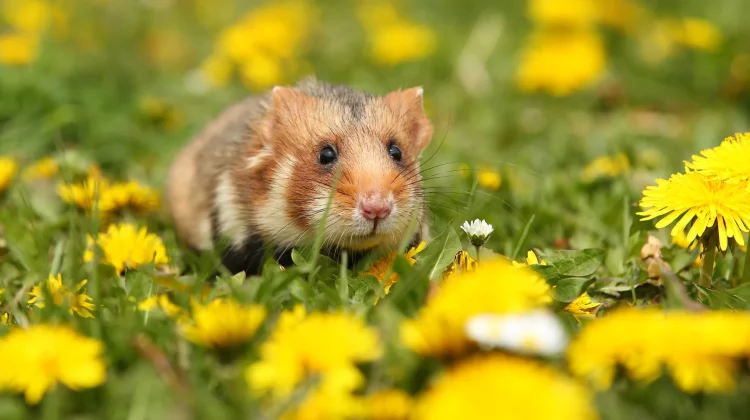 Mengenal Jenis-Jenis Hamster dan Mana yang Cocok untuk Pemula