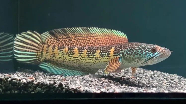 Merawat Ikan Channa untuk Pemula, Hobi yang Butuh Kesabaran dan Ketelatenan
