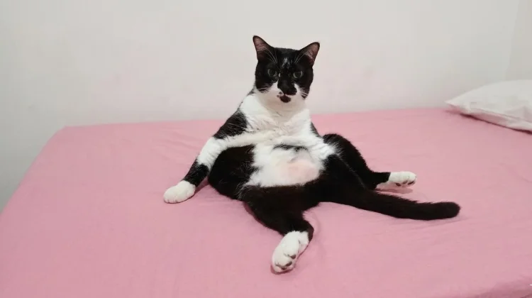 Penjelasan Pose Random Kucing yang Bikin Gemas