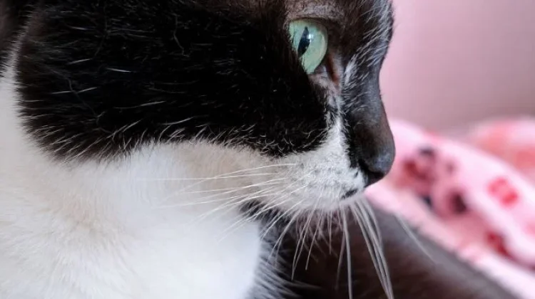 Jangan Sampai Salah Paham, Inilah Pentingnya Kumis pada Kucing