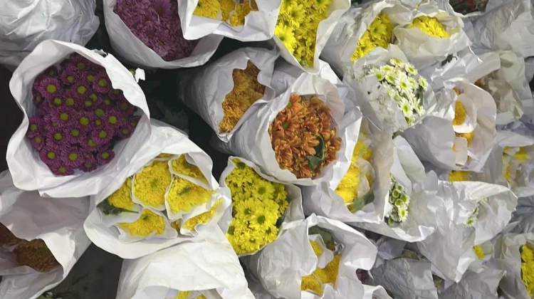 Pasar Bunga Kayoon: Pesona Krisan Warna-Warni