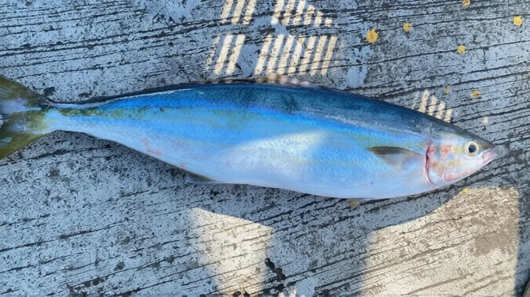 Ikan Payus dan Ikan Bandeng: Sekilas Mirip, ternyata Beda