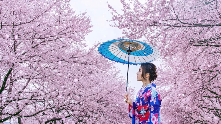 Tradisi Hanami Sakura jadi Daya Tarik Musim Semi