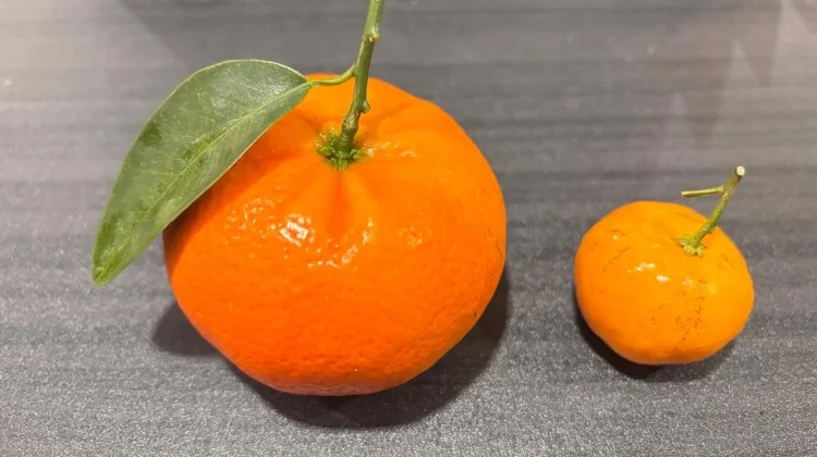 Perbandingan Jeruk Mandarin Impor vs Jeruk Baby Sintang (Jeruk Lokal Indonesia)