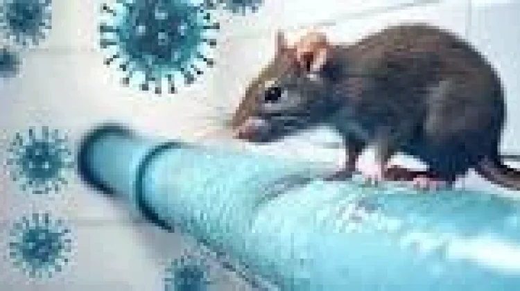 DPRD Minta Pemprov Jatim Memperkuat Mitigasi Penyebaran Hantavirus