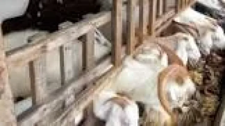 Dewan Jatim Dorong Stabilitas Harga Domba jelang Iduladha