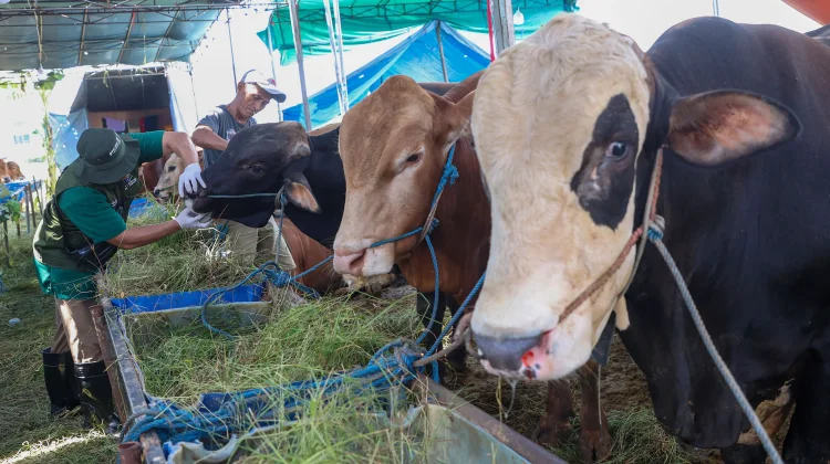 Pemkot Surabaya Perketat Pengawasan Hewan Kurban, 61 Lapak Sudah Diperiksa