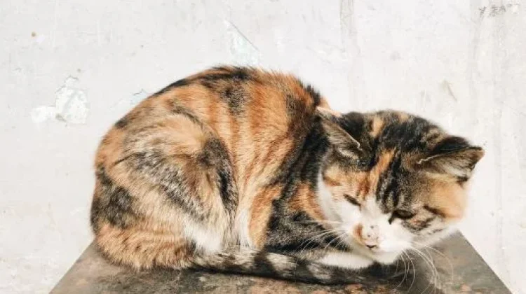 Kenali Hal - Hal Penyebab Kucing Peliharaan Stress