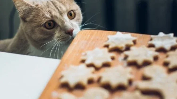 Lebih Paham Tentang Kucing dan Risiko Pemberikan Makanan Coklat pada Kucing