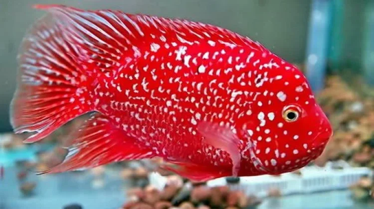 Hobi yang Menenangkan: Pesona Memelihara Ikan Hias Red Texas Cichlid di Rumah