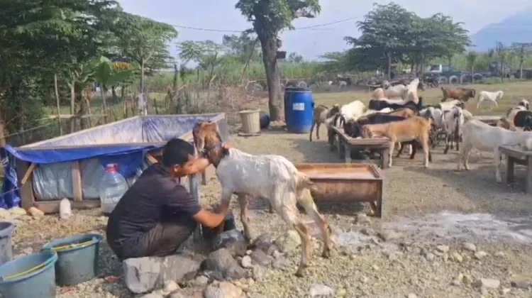 Jelang Idul Adha, Permintaan Hewan Kurban Sidoarjo Melonjak