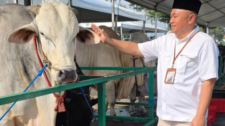 Sapi Presiden jadi Daya Tarik Wisata Kurban di Masjid Al Akbar