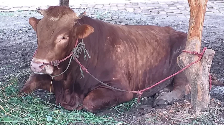 Masjid Sabilillah Porong Sembelih 4 Sapi dan 13 Kambing pada Iduladha 2026