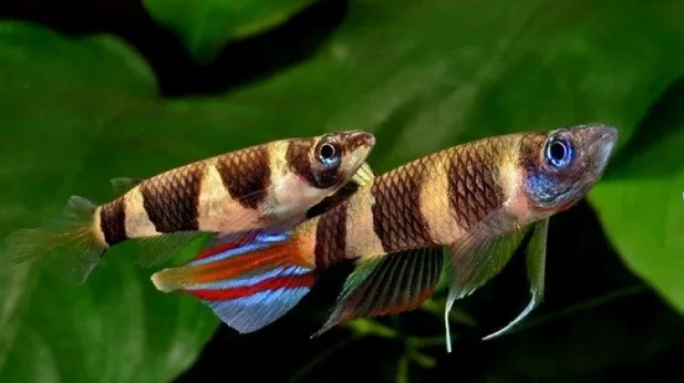 “Clown Killifish, Ikan Hias Eksotis yang Bikin Rumah Terasa Lebih Hidup”
