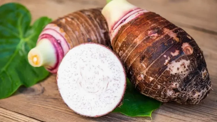 Umbi Bentol, salah satu warisan pangan lokal Indonesia