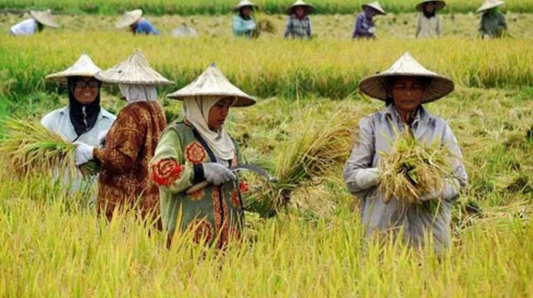 Krisis Tenaga Kerja, Pertanian Indonesia Butuh Generasi Baru