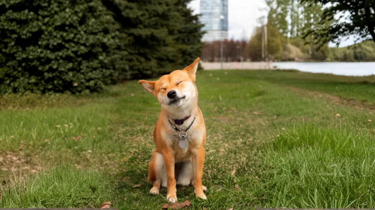 Cara agar Anjing Tidak Terkena Heatwave saat Musim Panas