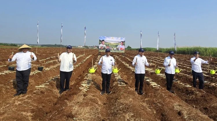 SGN Perkuat Hilirisasi Tebu Lewat Gerakan Tanam Serentak Nasional