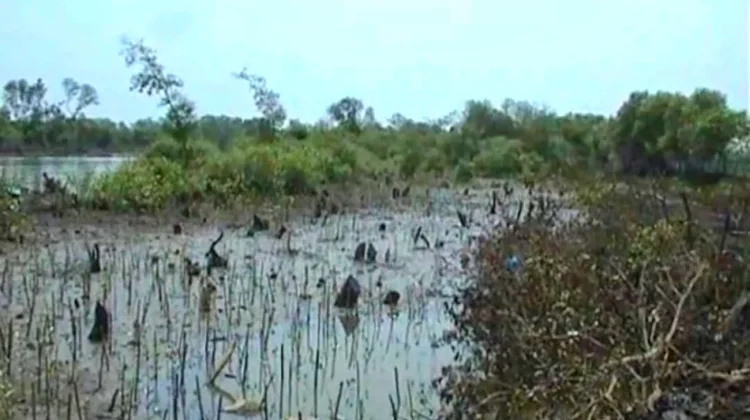 Kerusakan Mangrove Perparah Rob, Tambak Rugi Miliaran