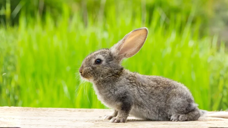 Pentingkah Grooming untuk Kelinci Kita? ternyata Bukan Sekadar Soal Penampilan