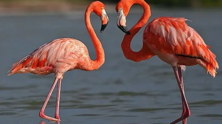 Flamingo Era, Perjalanan Ibu Menemukan Jati Diri Kembali