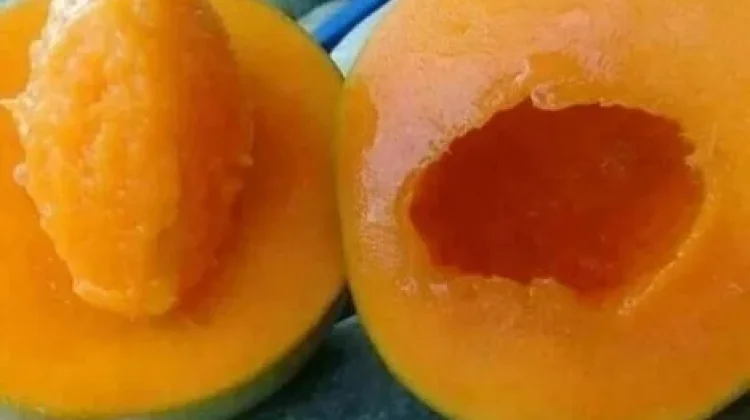 Mangga Gadung Bangil, Ikon Hortikultura Unggulan dari Pasuruan