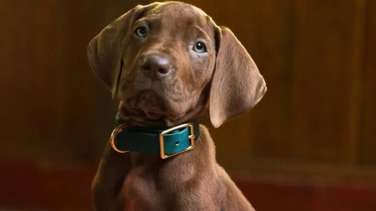 Live Action Scooby-Doo Umumkan Para Pemain