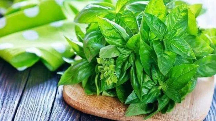 Daun Kemangi Simpan Beragam Manfaat Kesehatan Bagi Tubuh Sehari-hari Alami