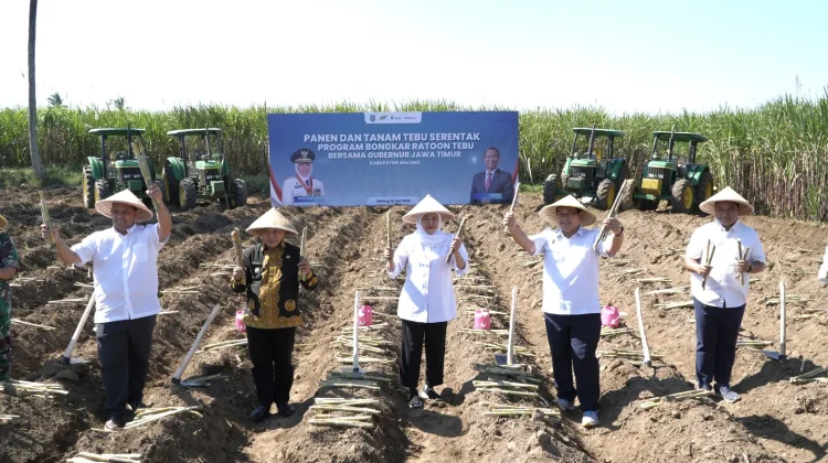 SGN Perkuat Program Bongkar Ratoon untuk Tingkatkan Produktivitas Tebu