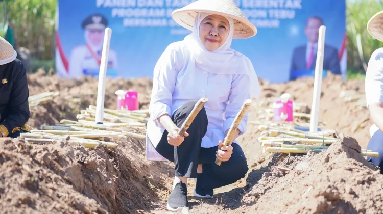 Jatim Genjot Produktivitas Tebu Nasional Lewat Program Bongkar Ratoon