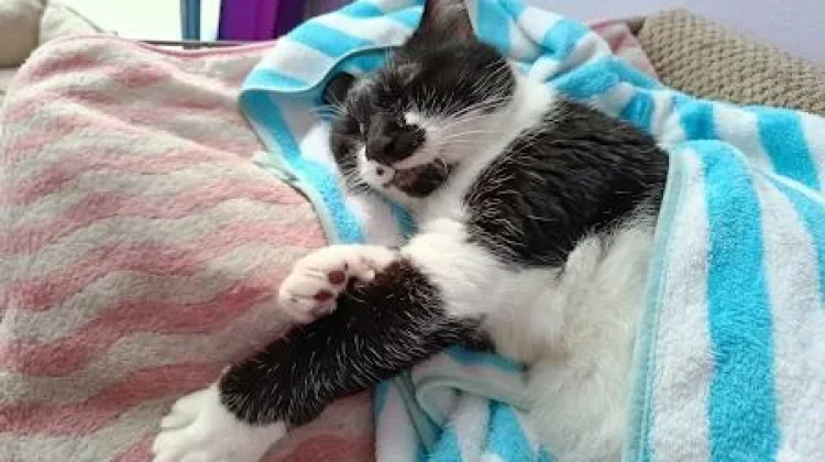Baru Pertama Adopsi Kucing? Ini Perlengkapan Dasar yang Perlu Disiapkan