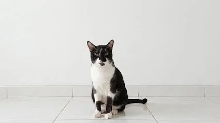 Kucing Tidak Suka Digendong dan Dipeluk, Memangnya Ada?