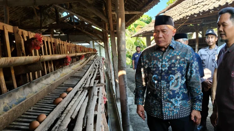 Harga Telur Anjlok, Peternak Ayam Minta Perlindungan