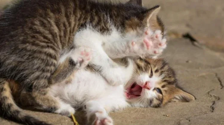 Mengapa Kucing Suka Bertengkar? Kenali Penyebab dan Solusinya