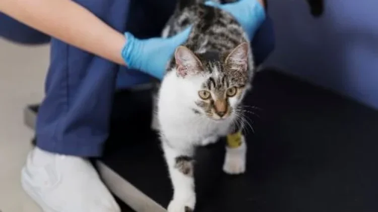 Sterilisasi pada Kucing Sangat Bermanfaat, Mengapa masih ada Pro Kontra?
