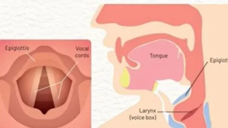 Organ Penting di Balik Kemampuan Berbicara