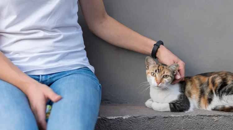 Foster Kucing Bantu Perawatan sebelum Ditemukan Adopter
