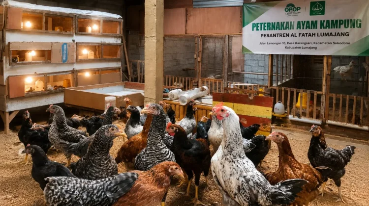Bentuk Kemandirian Santri, Ponpes Al Fatah Lumajang Pembelajaran Ternak Ayam