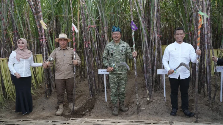 PT SGN Perkuat Ekosistem Industri Gula lewat Panen Tebu Bersama di Jember