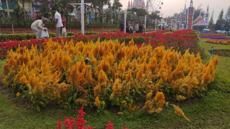 Florawisata Santerra de Laponte, Destinasi Wisata Favorit di Malang Saat Musim Lib