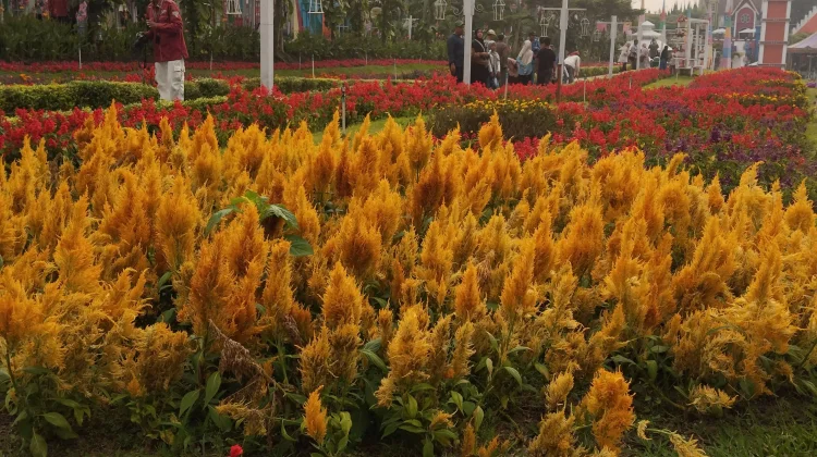 Bunga Celosia Plumosa, Bunga Cantik dengan Berbagai Keunggulan