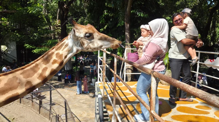 Masih Jadi Favorit, Kunjungan Kebun Binatang Surabaya Tembus 240 Ribu Pengunjung