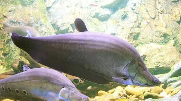 Ikan Belida Terancam Punah, Begini Upaya Menjaga Kelestariannya