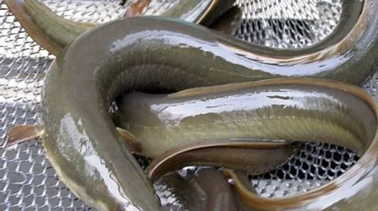 Ikan Sidat, Komoditas Unggulan yang Kaya Manfaat