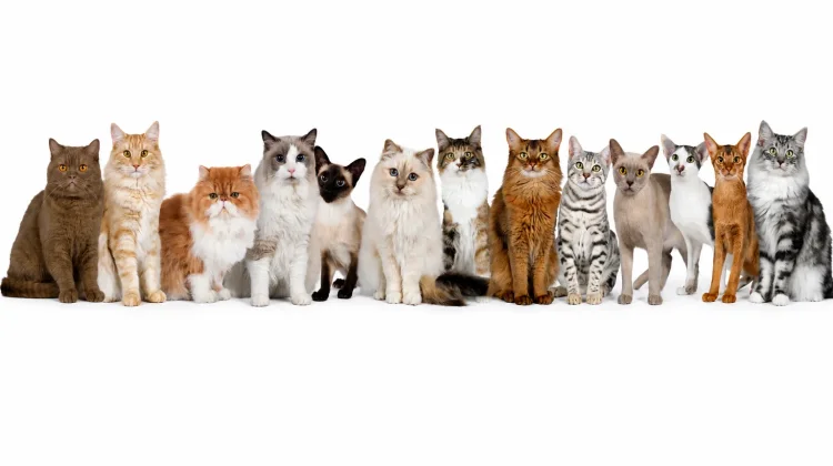 Apakah Pola Warna Bulu Kucing juga sama dengan Pola Warna Kulitnya?